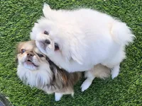 Levi, a male Pekingese for sale in Bakersfield, CA – Photo 4 of 5