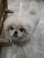 Levi, a male Pekingese for sale in Bakersfield, CA – Photo 3 of 5