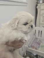 JOEY, a male Pekingese for sale in Bakersfield, CA – 2 of 7