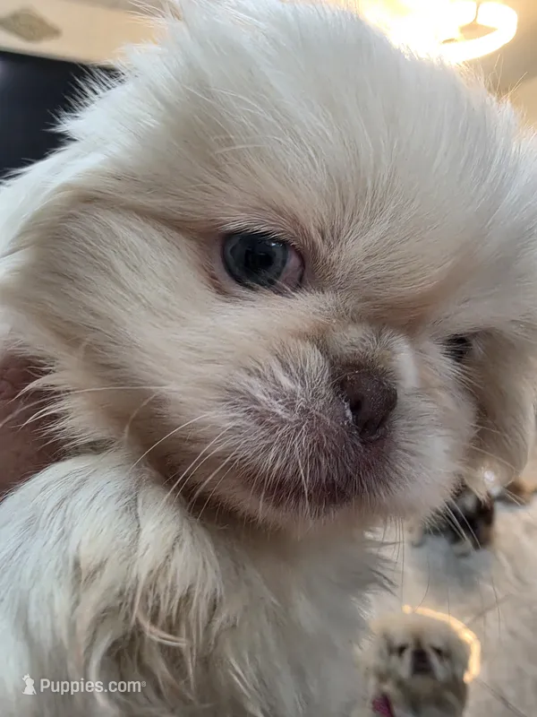 Valentino  – Pekingese puppy for sale in Bakersfield, CA