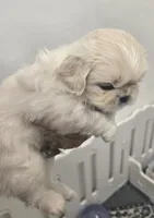 JOEY, a male Pekingese for sale in Bakersfield, CA – 7 of 7