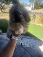 Channel, a female Pekingese for sale in Bakersfield, CA – 2 of 6