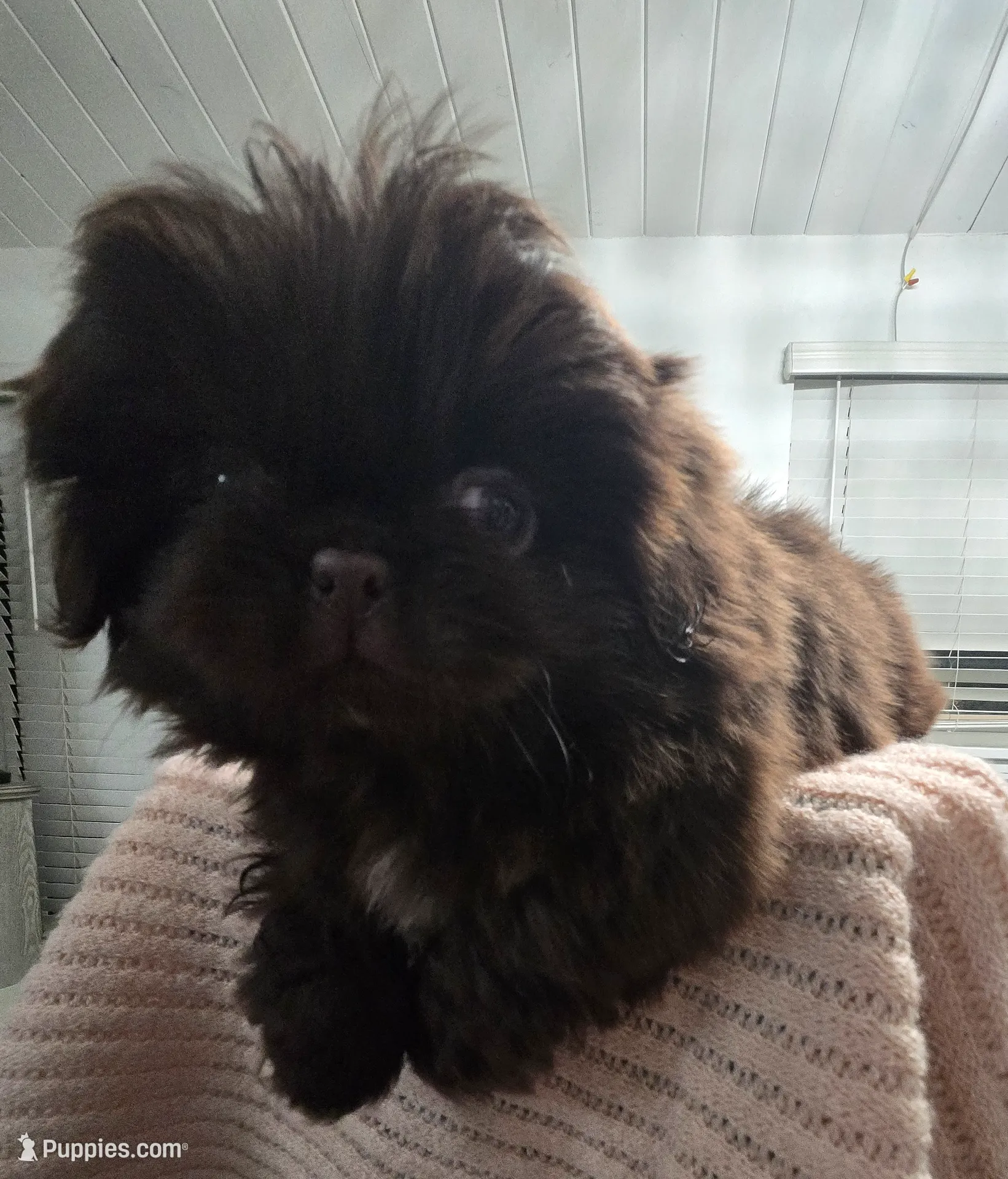Hearshies, a female Pekingese for sale in Bakersfield, CA – Photo 3 of 9