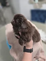 Hearshies, a female Pekingese for sale in Bakersfield, CA – Photo 8 of 9