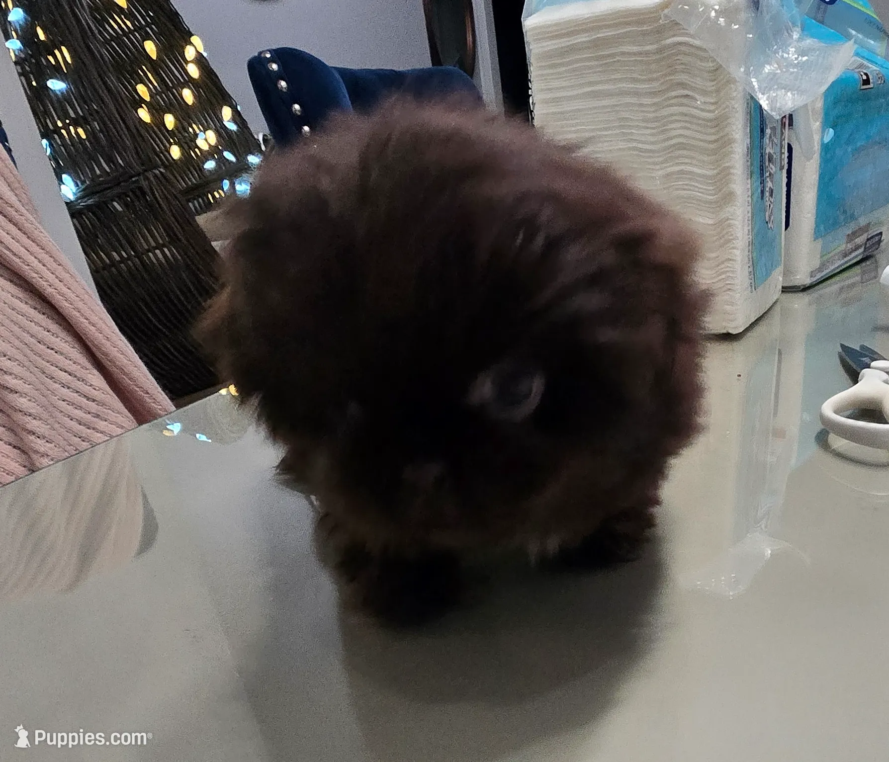 Hearshies, a female Pekingese for sale in Bakersfield, CA – Photo 6 of 9