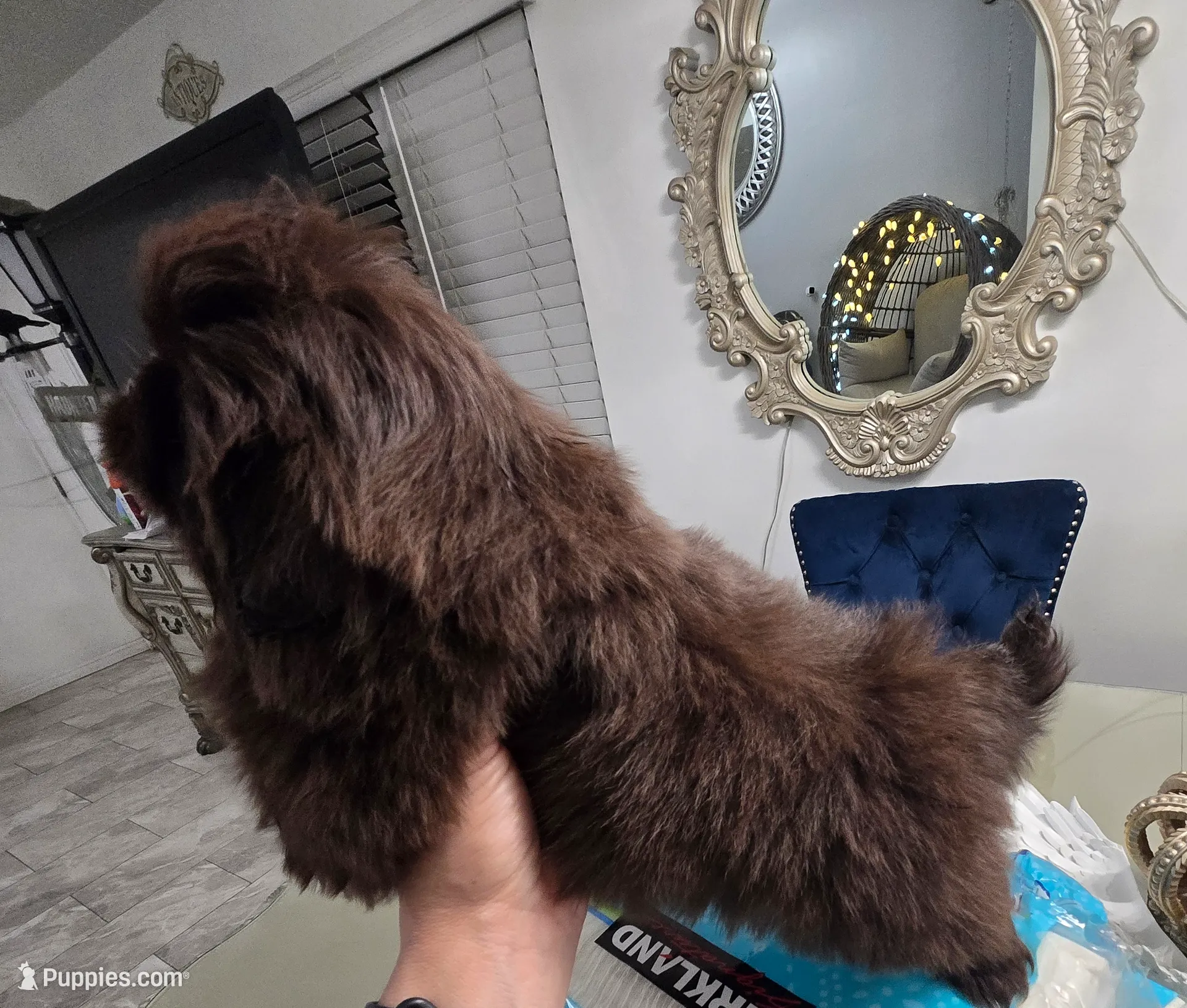 Hearshies, a female Pekingese for sale in Bakersfield, CA – Photo 5 of 9