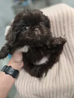 Hearshies, a female Pekingese for sale in Bakersfield, CA – Photo 9 of 9