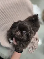 Hearshies, a female Pekingese for sale in Bakersfield, CA – Photo 1 of 9