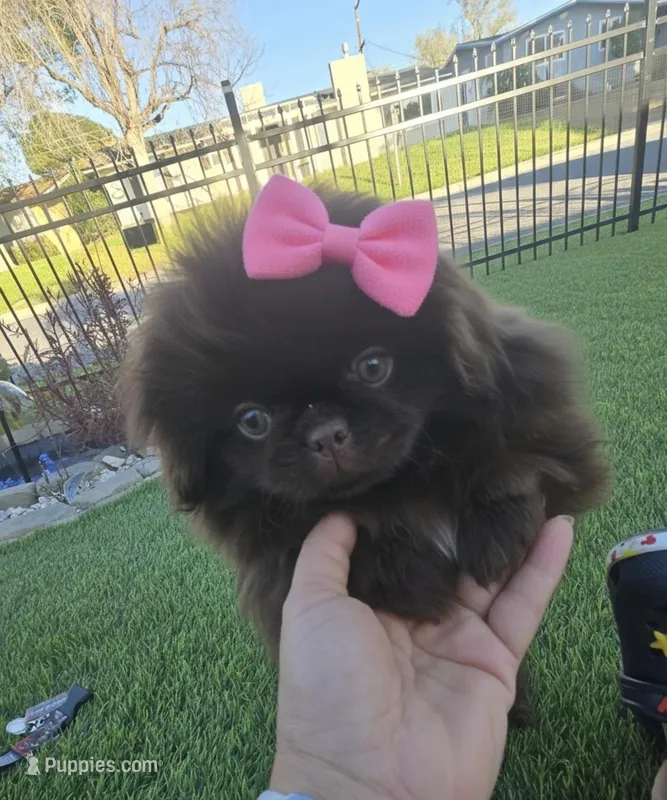 Hearshies – Pekingese puppy for sale in Bakersfield, CA