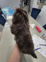 Hearshies, a female Pekingese for sale in Bakersfield, CA – Photo 7 of 9