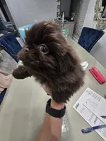 Hearshies, a female Pekingese for sale in Bakersfield, CA – Photo 4 of 9