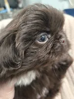 Hearshies, a female Pekingese for sale in Bakersfield, CA – Photo 2 of 9
