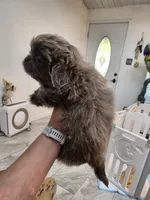 Romeo, a male Pekingese for sale in Bakersfield, CA – 9 of 9