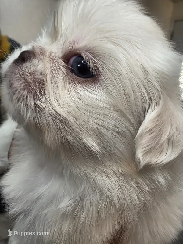 Olaf ❄️ – Pekingese puppy for sale in Bakersfield, CA