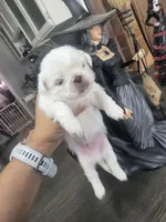 BOLT, a male Pekingese for sale in Bakersfield, CA – 5 of 6
