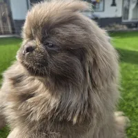 King, a male Pekingese for sale in Bakersfield, CA – Photo 4 of 5