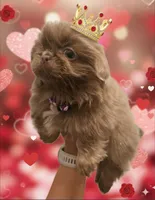 King, a male Pekingese for sale in Bakersfield, CA – Photo 1 of 4