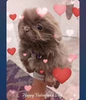 King, a male Pekingese for sale in Bakersfield, CA – Photo 4 of 4