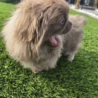 King, a male Pekingese for sale in Bakersfield, CA – Photo 2 of 5
