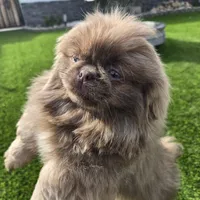 King, a male Pekingese for sale in Bakersfield, CA – Photo 5 of 5