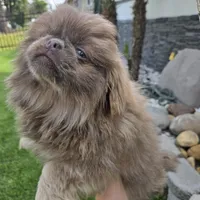 King, a male Pekingese for sale in Bakersfield, CA – Photo 3 of 5