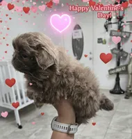 King, a male Pekingese for sale in Bakersfield, CA – Photo 2 of 4