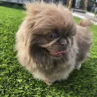 King, a male Pekingese for sale in Bakersfield, CA – Photo 1 of 5