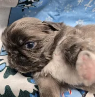 Blue joy, a male Pekingese for sale in Bakersfield, CA – Photo 8 of 9