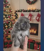 Blue joy, a male Pekingese for sale in Bakersfield, CA – Photo 1 of 9