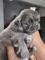 Blue joy, a male Pekingese for sale in Bakersfield, CA – Photo 4 of 9