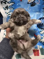 Blue joy, a male Pekingese for sale in Bakersfield, CA – Photo 5 of 9