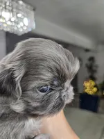 Blue joy, a male Pekingese for sale in Bakersfield, CA – Photo 2 of 9