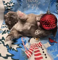 Blue joy, a male Pekingese for sale in Bakersfield, CA – Photo 9 of 9