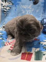 Blue joy, a male Pekingese for sale in Bakersfield, CA – Photo 6 of 9