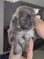 Blue joy, a male Pekingese for sale in Bakersfield, CA – Photo 7 of 9