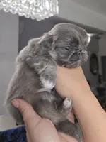 Blue joy, a male Pekingese for sale in Bakersfield, CA – Photo 3 of 9