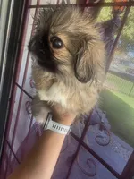Channel, a female Pekingese for sale in Bakersfield, CA – 6 of 6