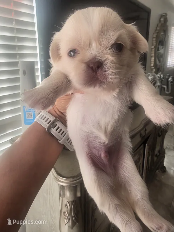 Oliver – Pekingese puppy for sale in Bakersfield, CA