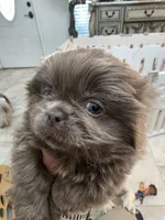 Romeo, a male Pekingese for sale in Bakersfield, CA – 7 of 9