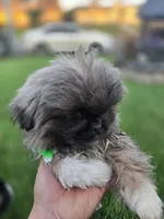 Buddy, a male Pekingese for sale in Bakersfield, CA – Photo 2 of 5
