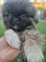 Buddy, a male Pekingese for sale in Bakersfield, CA – Photo 5 of 5