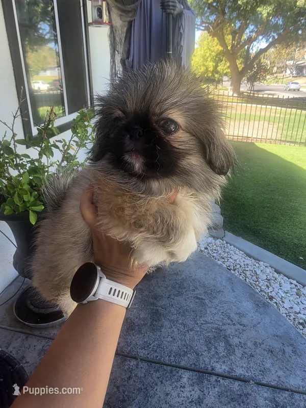 Channel – Pekingese puppy for sale in Bakersfield, CA