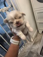 Kiara, a female Pekingese for sale in Bakersfield, CA – 3 of 3