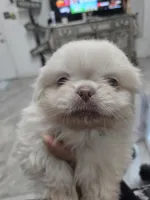Coconut, a male Pekingese for sale in Bakersfield, CA – Photo 2 of 6