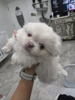 Coconut, a male Pekingese for sale in Bakersfield, CA – Photo 5 of 6