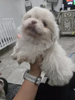 Coconut, a male Pekingese for sale in Bakersfield, CA – Photo 6 of 6