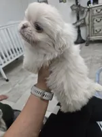 Coconut, a male Pekingese for sale in Bakersfield, CA – Photo 3 of 6