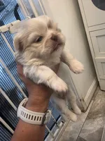 Kiara, a female Pekingese for sale in Bakersfield, CA – 2 of 3