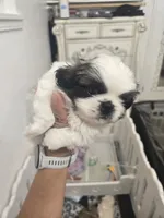 Bethoven, a male Pekingese for sale in Bakersfield, CA – 2 of 5