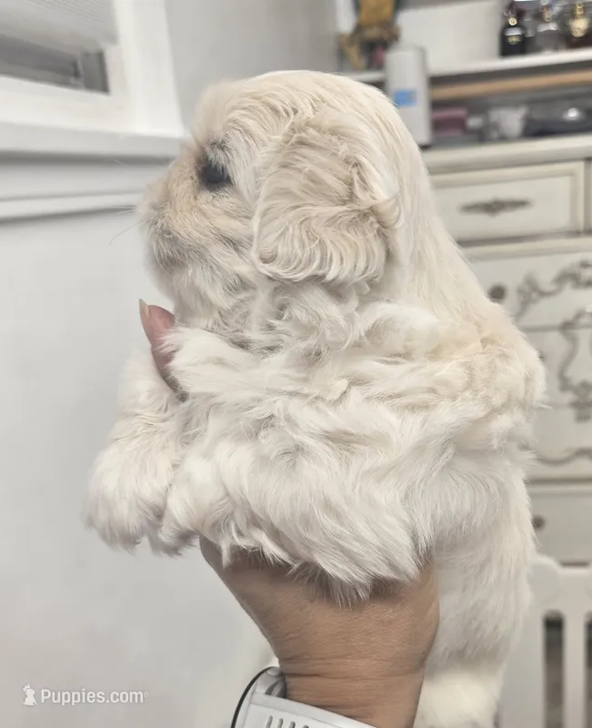 Ollie – Pekingese puppy for sale in Bakersfield, CA